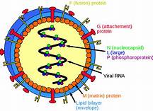 Rna